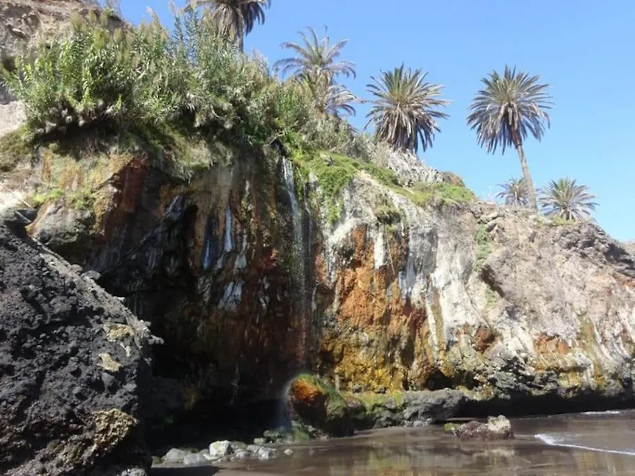 Musa Paradisiaca Las Aguas